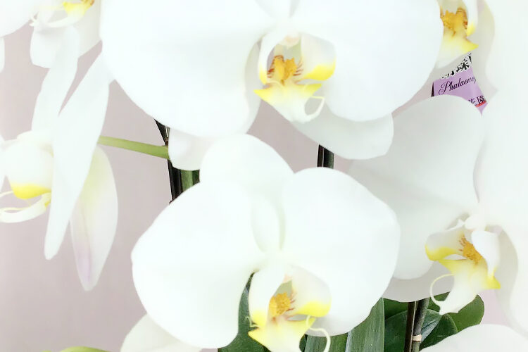 お盆のお花はいかがですか？アレンジメント・花束・胡蝶蘭・プリザーブドフラワー・ソープフラワーなど多数取り揃えています。